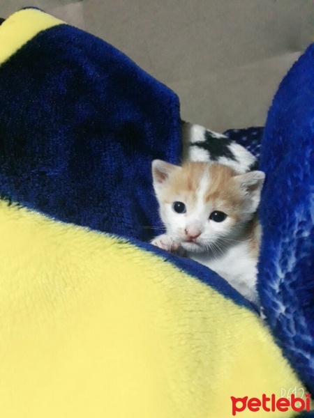 Tekir Kedi, Kedi  tommy fotoğrafı