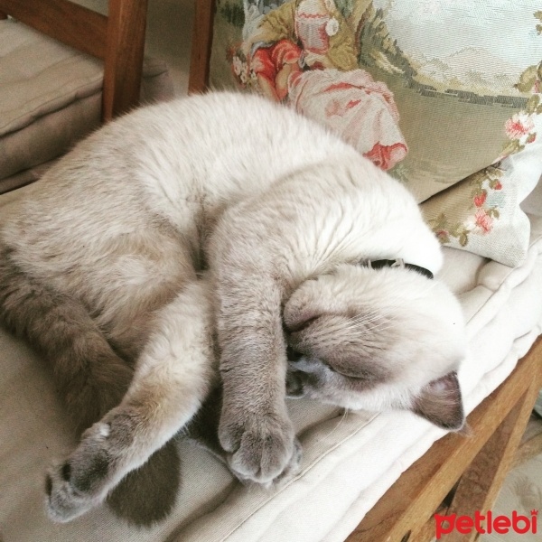 Scottish Fold, Kedi  Ponçik fotoğrafı