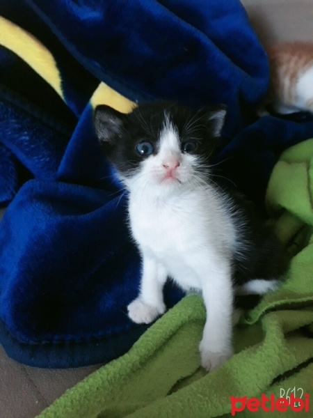 Tekir Kedi, Kedi  karabaş fotoğrafı