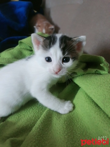 Tekir Kedi, Kedi  nazlı fotoğrafı