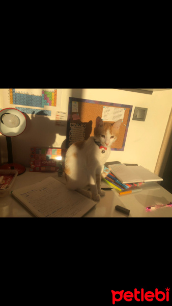 Sarman, Kedi  Karamel fotoğrafı