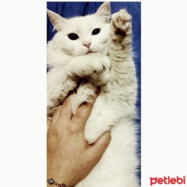 Ankara Kedisi, Kedi  Bihter fotoğrafı