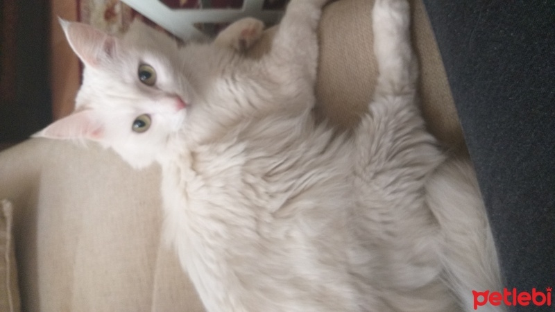 Ankara Kedisi, Kedi  Bihter fotoğrafı