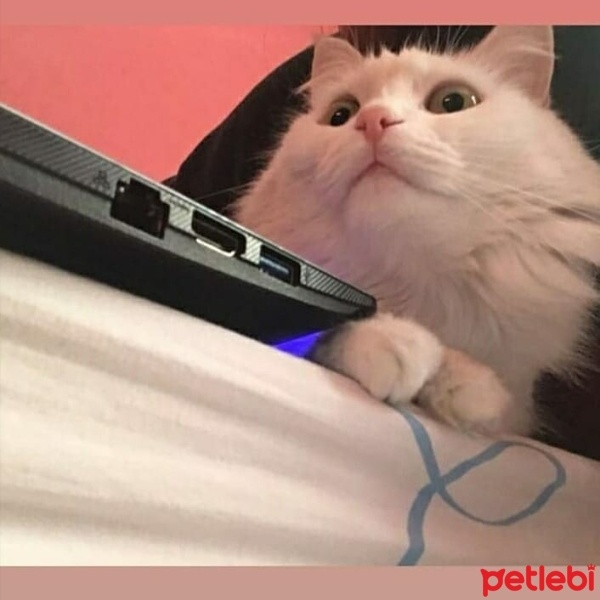 Ankara Kedisi, Kedi  Bihter fotoğrafı