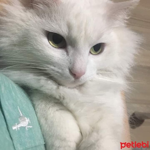 Ankara Kedisi, Kedi  Bihter fotoğrafı