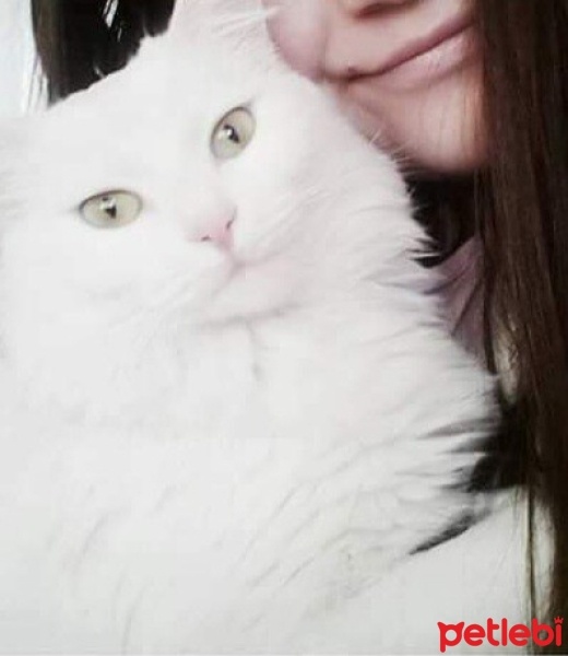 Ankara Kedisi, Kedi  Bihter fotoğrafı