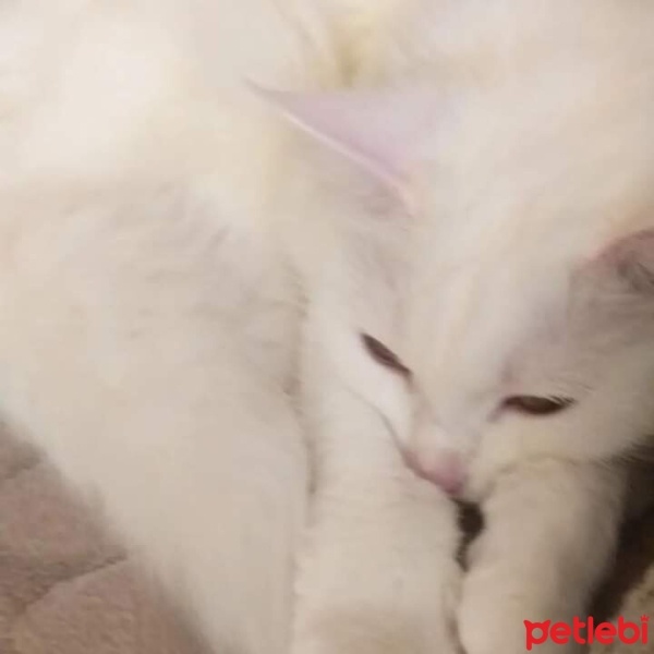 Ankara Kedisi, Kedi  Bihter fotoğrafı