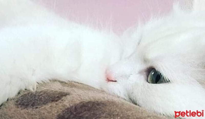 Ankara Kedisi, Kedi  Bihter fotoğrafı