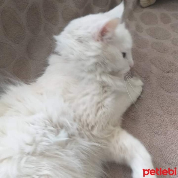 Ankara Kedisi, Kedi  Bihter fotoğrafı