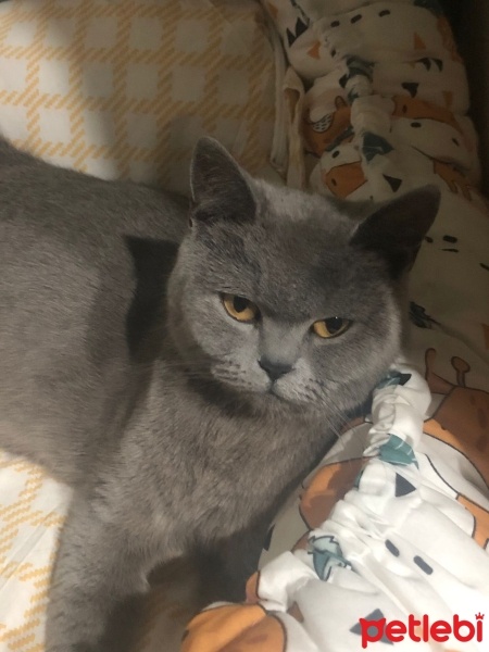 British Shorthair, Kedi  ŞİLA fotoğrafı