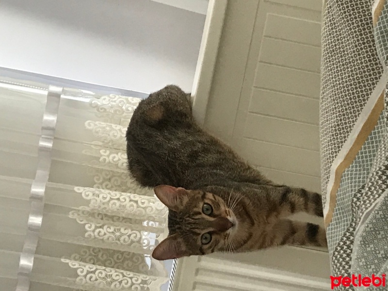 Tekir Kedi, Kedi  Bal fotoğrafı