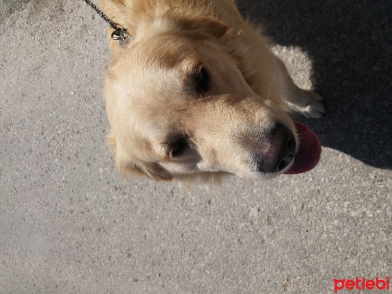 Golden Retriever, Köpek  Paşa fotoğrafı