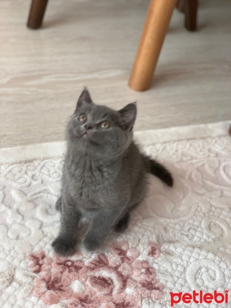 British Shorthair, Kedi  Çiko fotoğrafı