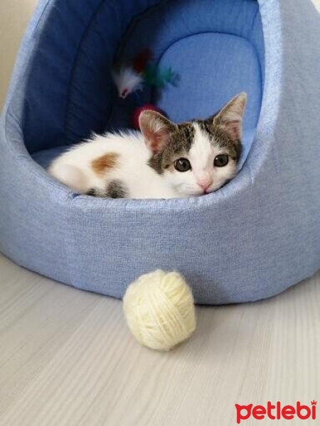 Tekir Kedi, Kedi  Boncuk fotoğrafı