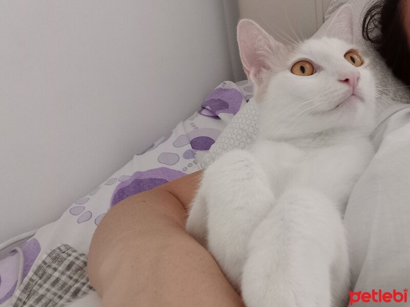 Tekir Kedi, Kedi  Mayıs fotoğrafı