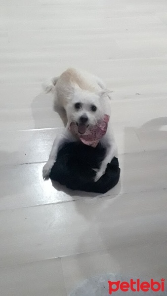West Highland White Terrier, Köpek  Daisy fotoğrafı