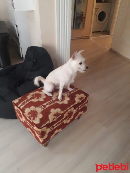 West Highland White Terrier, Köpek  Daisy fotoğrafı