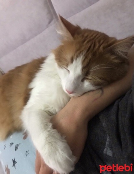 Sarman, Kedi  Karamel fotoğrafı
