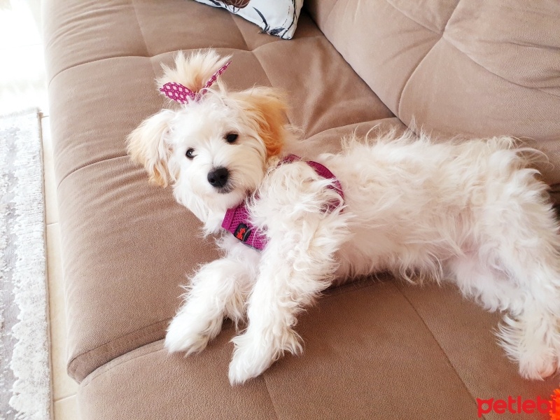Maltese, Köpek  Köpüş fotoğrafı