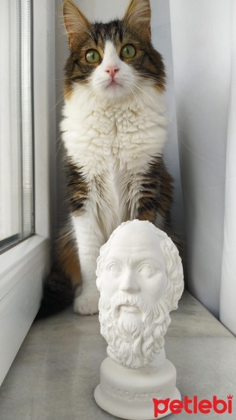 Tekir Kedi, Kedi  Balım fotoğrafı
