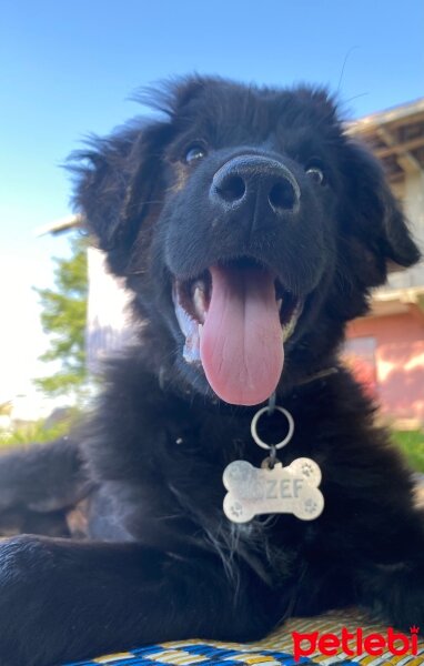 Kars Çoban Köpeği, Köpek  Jozef fotoğrafı