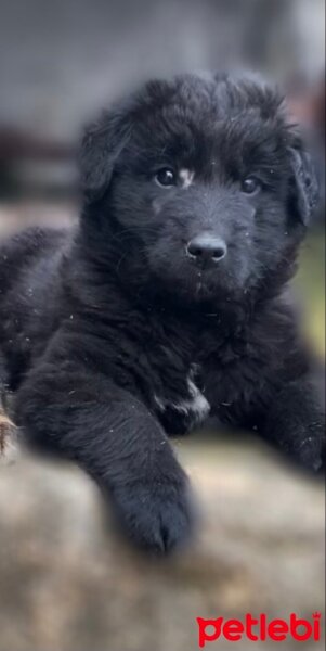 Kars Çoban Köpeği, Köpek  Jozef fotoğrafı