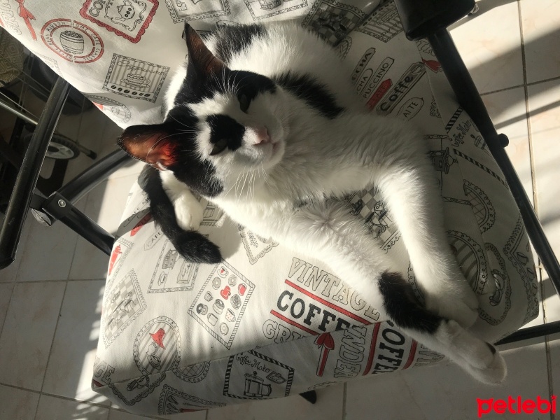 Tuxedo (Smokin) Kedi, Kedi  Mırıl fotoğrafı