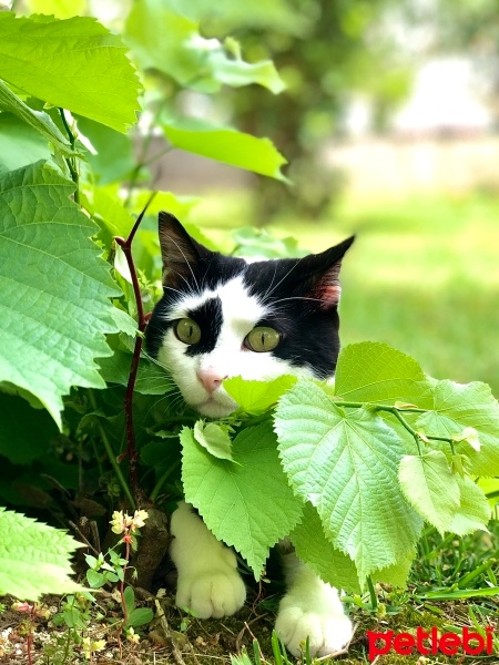 Tuxedo (Smokin) Kedi, Kedi  Mırıl fotoğrafı