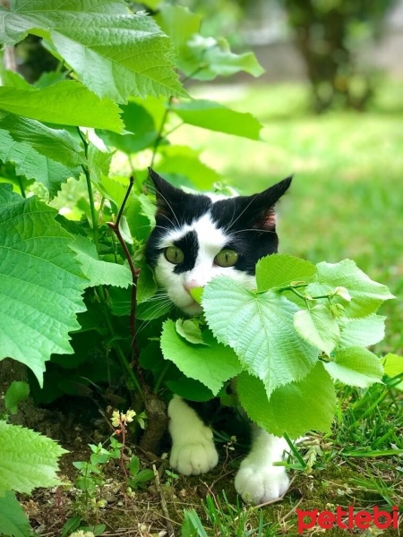 Tuxedo (Smokin) Kedi, Kedi  Mırıl fotoğrafı