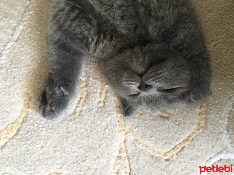 Scottish Fold, Kedi  Çakıl fotoğrafı