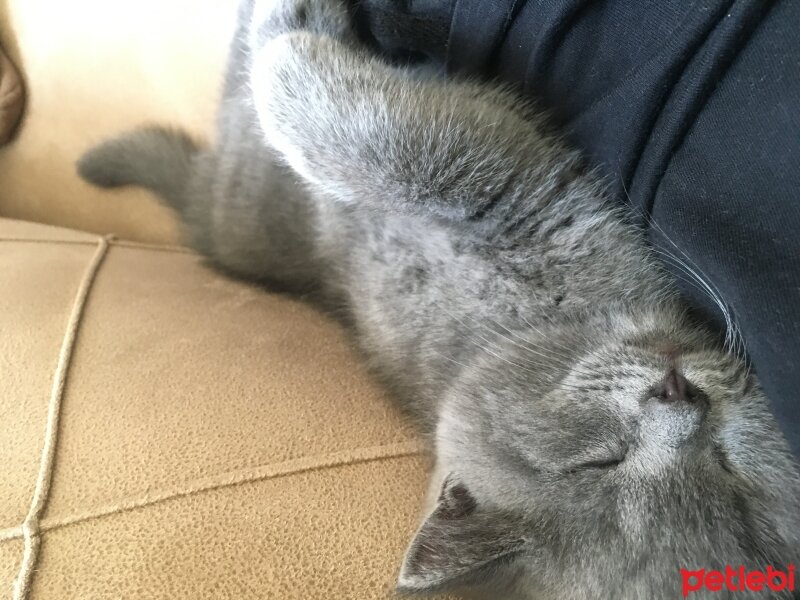 Scottish Fold, Kedi  Çakıl fotoğrafı