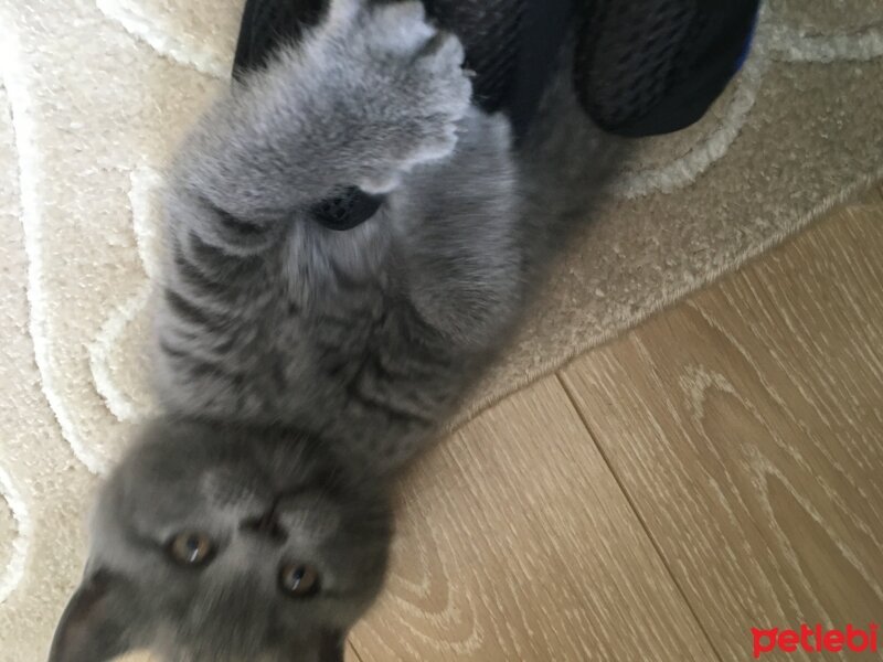 Scottish Fold, Kedi  Çakıl fotoğrafı