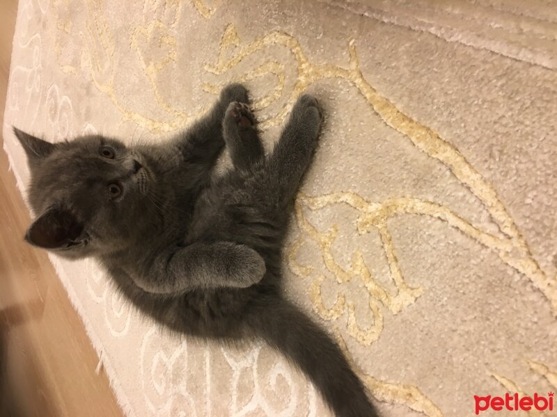 Scottish Fold, Kedi  Çakıl fotoğrafı