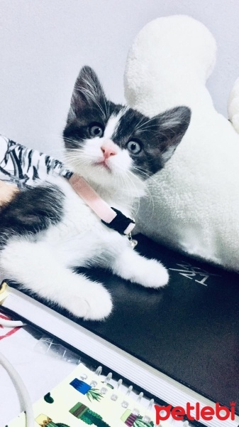 Tekir Kedi, Kedi  Mia fotoğrafı