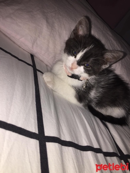 Tekir Kedi, Kedi  Mia fotoğrafı