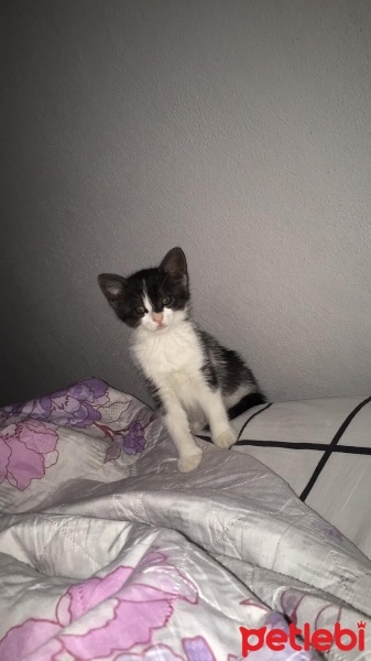 Tekir Kedi, Kedi  Mia fotoğrafı