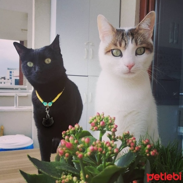 Tekir Kedi, Kedi  Mia fotoğrafı