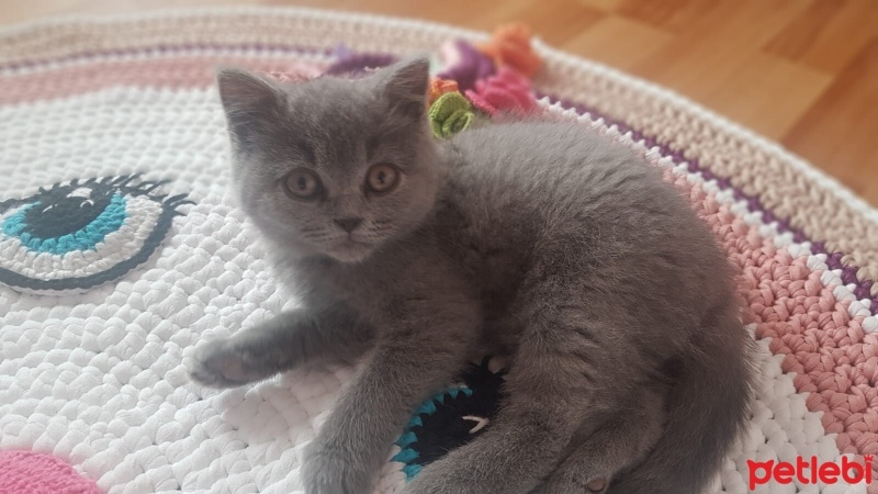 British Shorthair, Kedi  mİa fotoğrafı