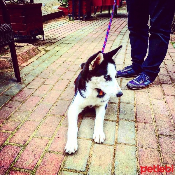 Sibirya Kurdu (Husky), Köpek  pamu fotoğrafı