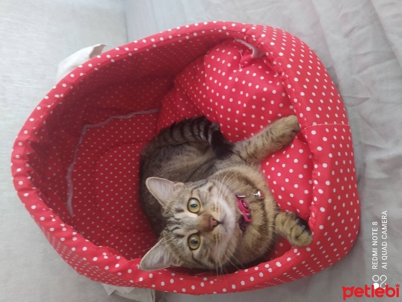 Tekir Kedi, Kedi  Melodi fotoğrafı