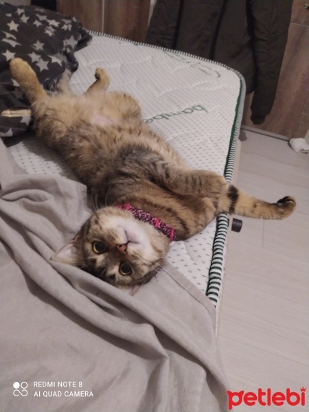 Tekir Kedi, Kedi  Melodi fotoğrafı