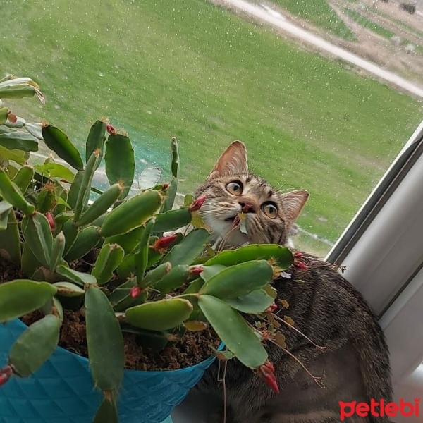 Tekir Kedi, Kedi  Balım fotoğrafı
