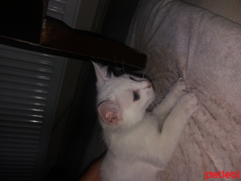 Van Kedisi, Kedi  ismi yok fotoğrafı