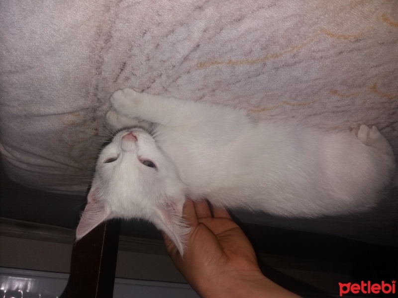 Van Kedisi, Kedi  ismi yok fotoğrafı