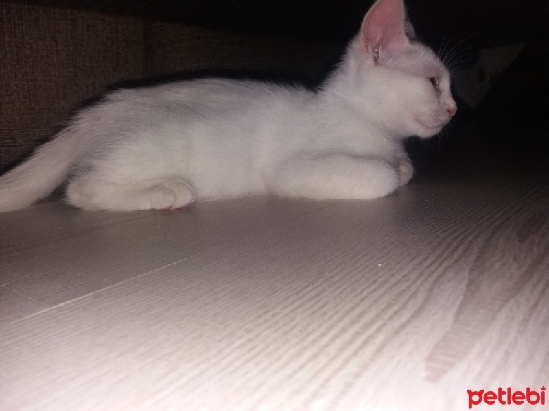 Van Kedisi, Kedi  ismi yok fotoğrafı