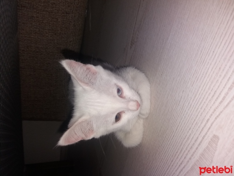 Van Kedisi, Kedi  ismi yok fotoğrafı