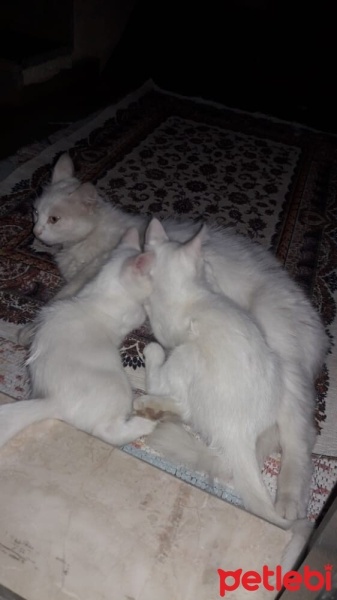 Van Kedisi, Kedi  ismi yok fotoğrafı
