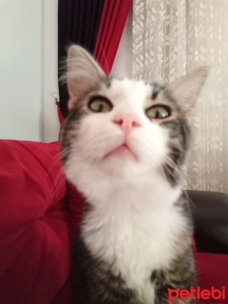 Norwegian Forest, Kedi  Mırmırcan fotoğrafı