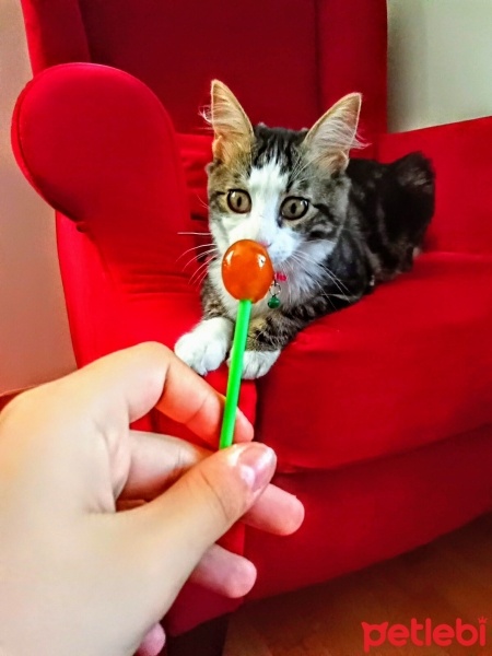 Norwegian Forest, Kedi  Mırmırcan fotoğrafı