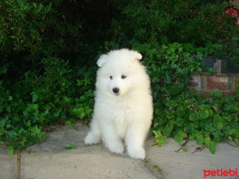 Samoyed, Köpek  Oscar fotoğrafı
